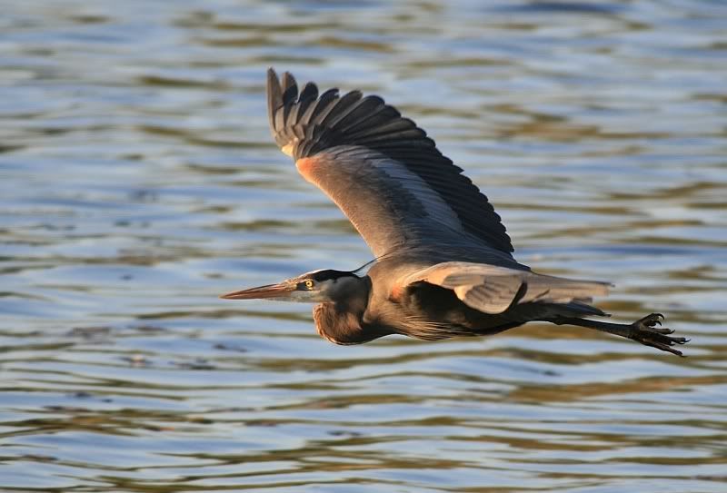 IMAGE: http://i32.photobucket.com/albums/d37/flyng_squirl/IMG_1893sm.jpg