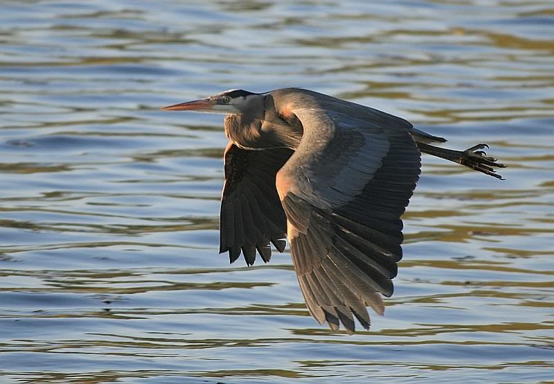 IMAGE: http://i32.photobucket.com/albums/d37/flyng_squirl/IMG_1894sm.jpg