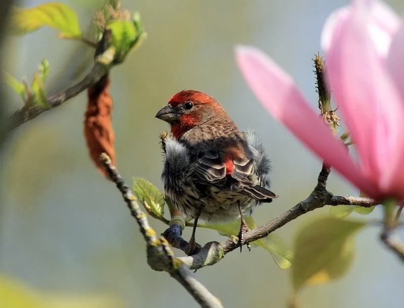 IMAGE: http://i32.photobucket.com/albums/d37/flyng_squirl/IMG_1918sm.jpg