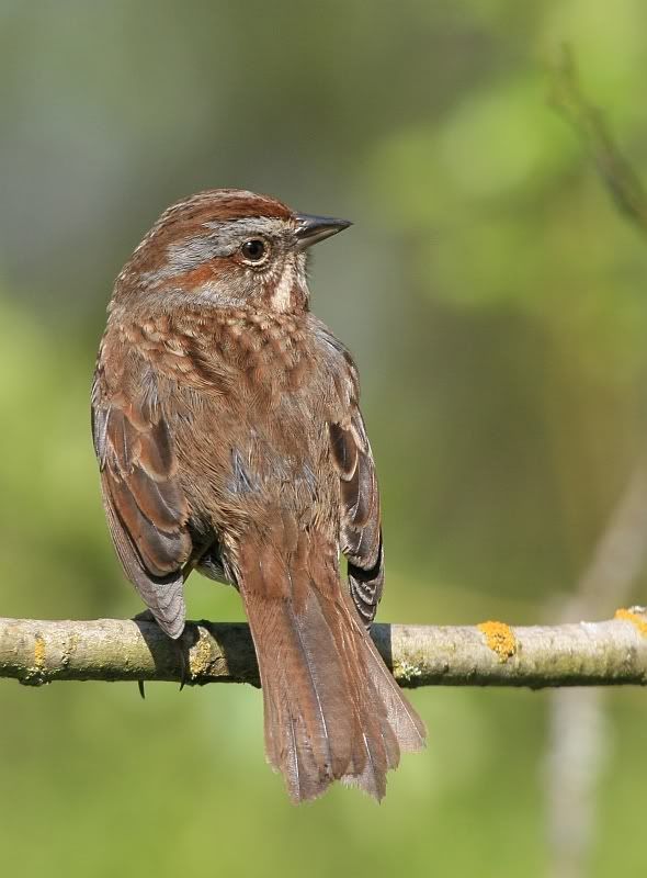 IMAGE: http://i32.photobucket.com/albums/d37/flyng_squirl/IMG_1923sm.jpg