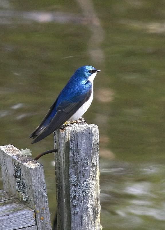 IMAGE: http://i32.photobucket.com/albums/d37/flyng_squirl/IMG_1962sma.jpg