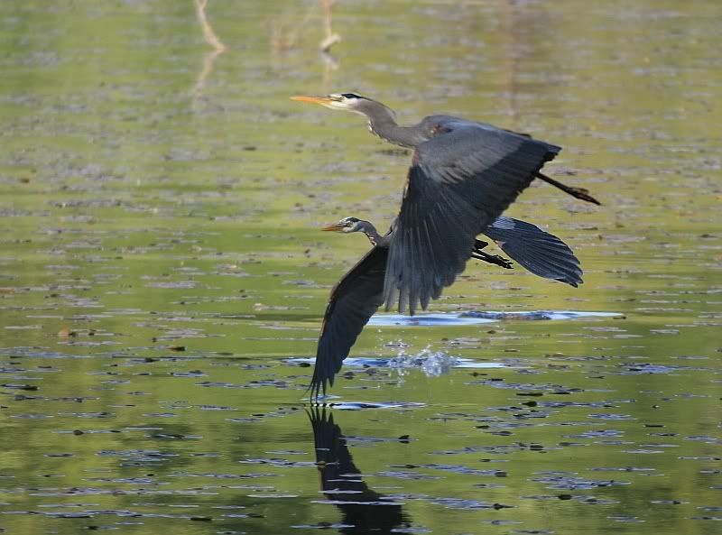 IMAGE: http://i32.photobucket.com/albums/d37/flyng_squirl/IMG_2354sm.jpg