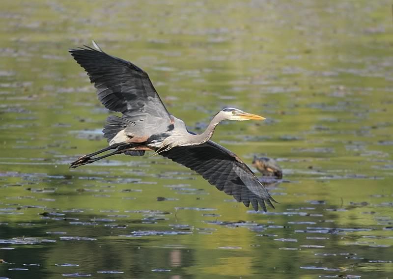 IMAGE: http://i32.photobucket.com/albums/d37/flyng_squirl/IMG_2359sm.jpg