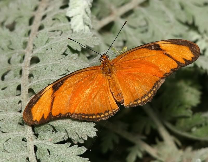 IMAGE: http://i32.photobucket.com/albums/d37/flyng_squirl/IMG_2386sm.jpg