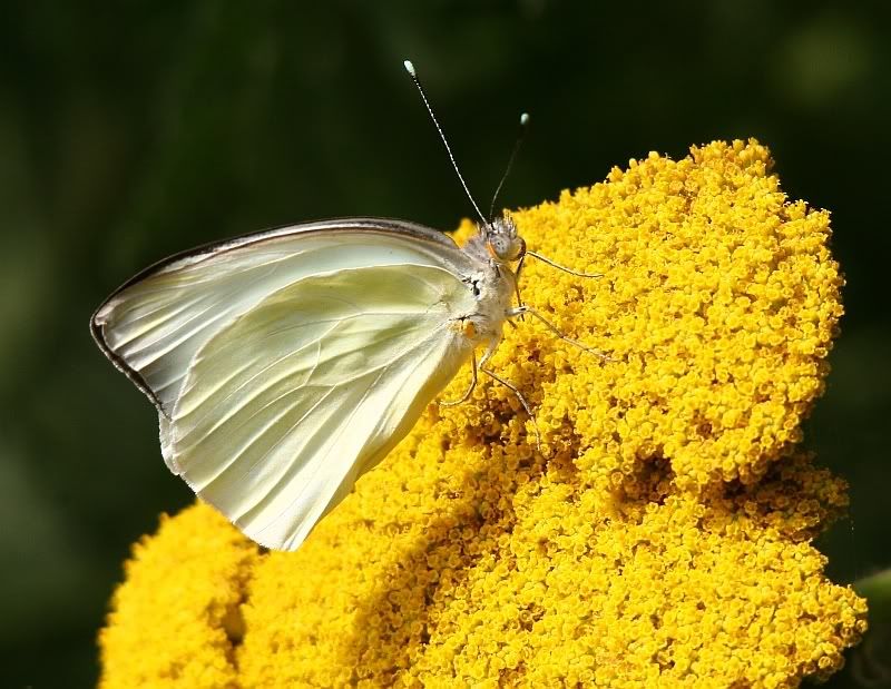 IMAGE: http://i32.photobucket.com/albums/d37/flyng_squirl/IMG_2411sm.jpg