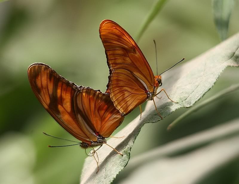 IMAGE: http://i32.photobucket.com/albums/d37/flyng_squirl/IMG_2431sm-1.jpg