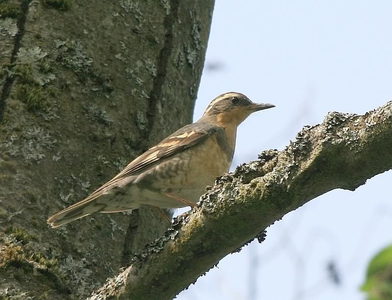 IMAGE: http://i32.photobucket.com/albums/d37/flyng_squirl/IMG_2446sm.jpg