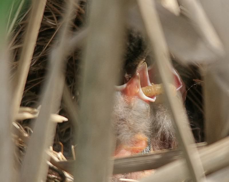 IMAGE: http://i32.photobucket.com/albums/d37/flyng_squirl/IMG_2704sm.jpg