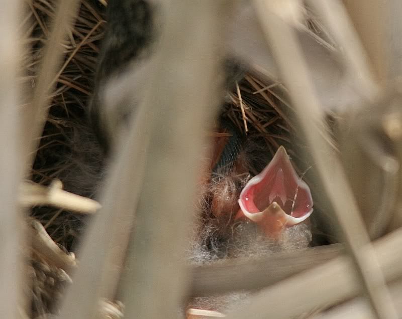 IMAGE: http://i32.photobucket.com/albums/d37/flyng_squirl/IMG_2709sm.jpg