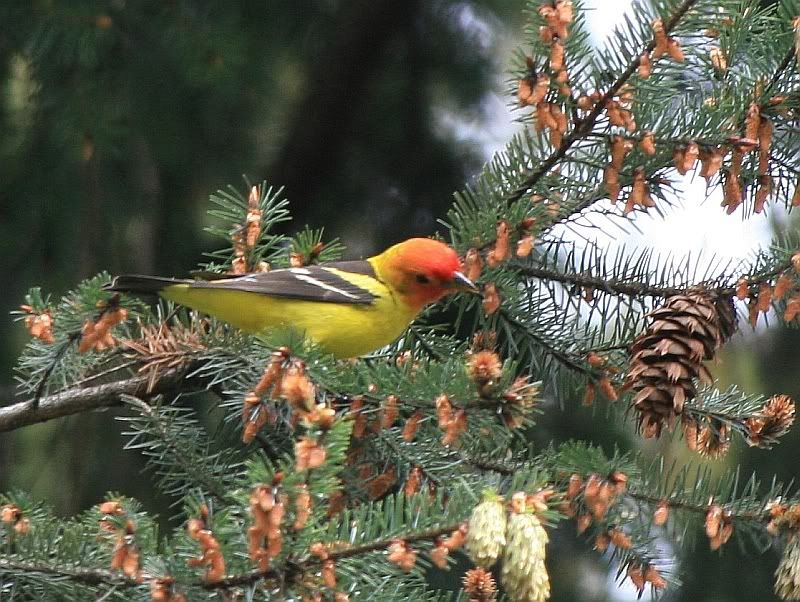 IMAGE: http://i32.photobucket.com/albums/d37/flyng_squirl/IMG_2724sm.jpg