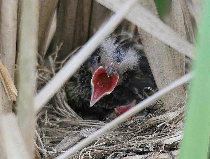 IMAGE: http://i32.photobucket.com/albums/d37/flyng_squirl/IMG_2949sm.jpg