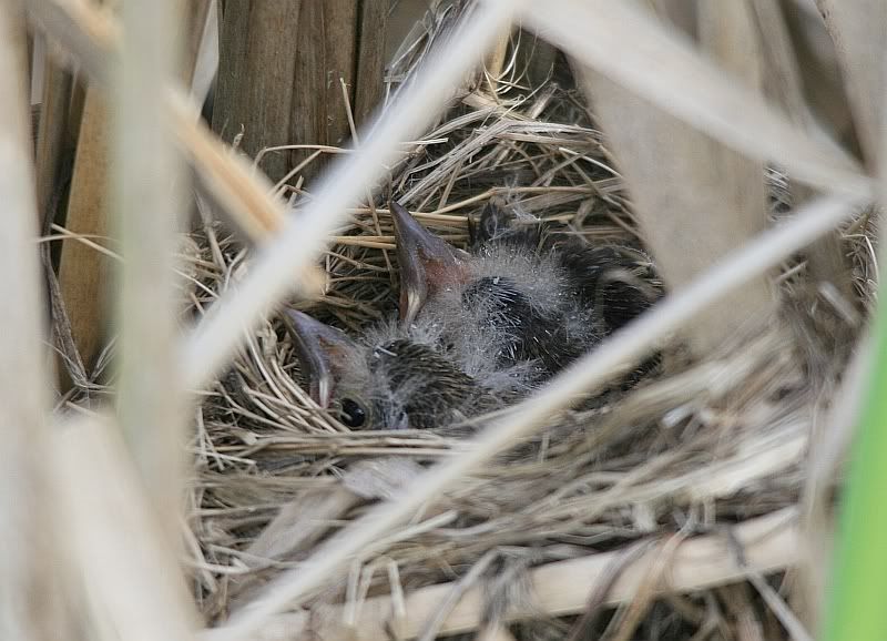 IMAGE: http://i32.photobucket.com/albums/d37/flyng_squirl/IMG_2954sm.jpg