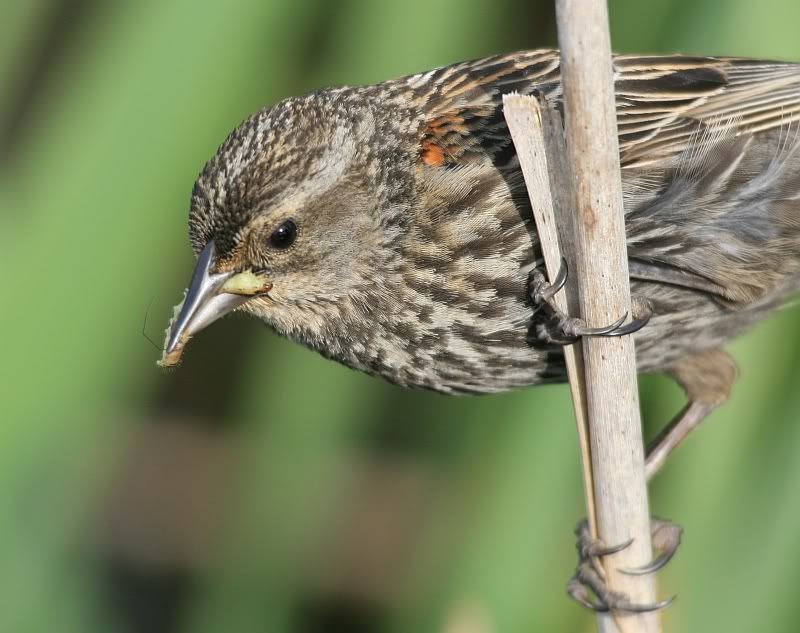 IMAGE: http://i32.photobucket.com/albums/d37/flyng_squirl/IMG_2965sm.jpg