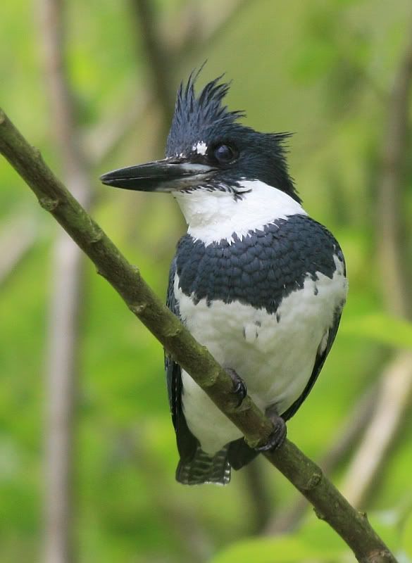 IMAGE: http://i32.photobucket.com/albums/d37/flyng_squirl/IMG_2997sm.jpg