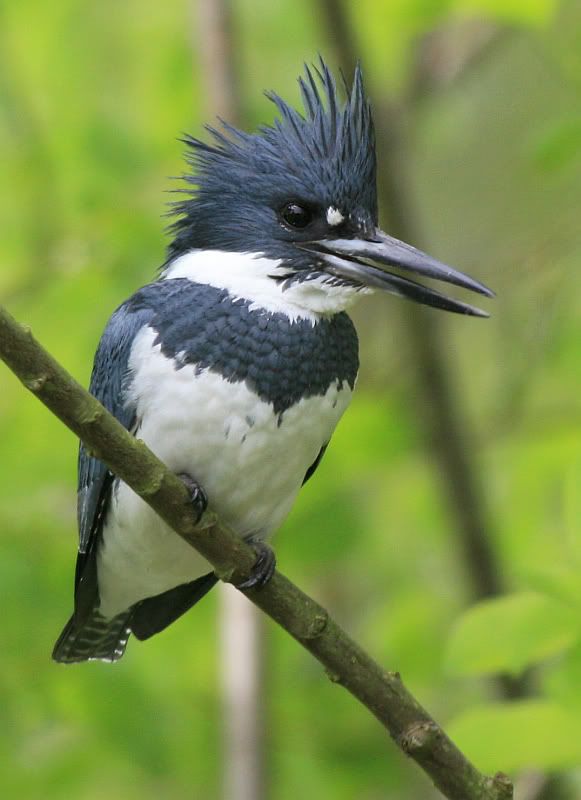 IMAGE: http://i32.photobucket.com/albums/d37/flyng_squirl/IMG_3002sm.jpg