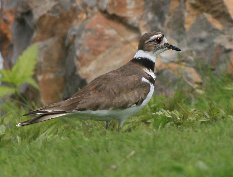 IMAGE: http://i32.photobucket.com/albums/d37/flyng_squirl/IMG_3015sm.jpg