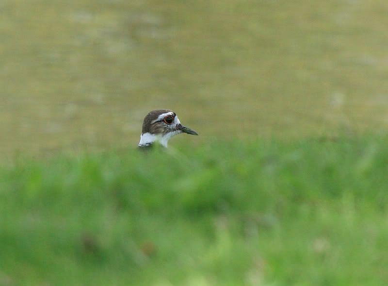 IMAGE: http://i32.photobucket.com/albums/d37/flyng_squirl/IMG_3018sm.jpg