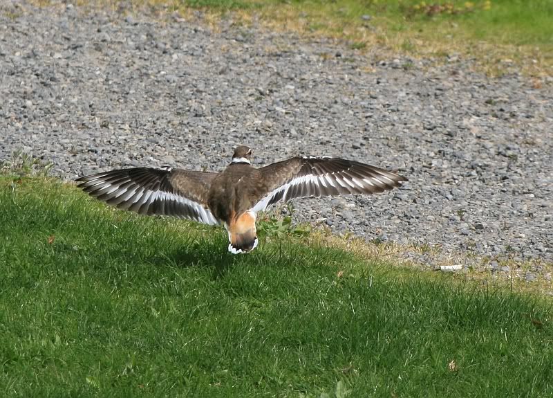 IMAGE: http://i32.photobucket.com/albums/d37/flyng_squirl/IMG_3019sm.jpg