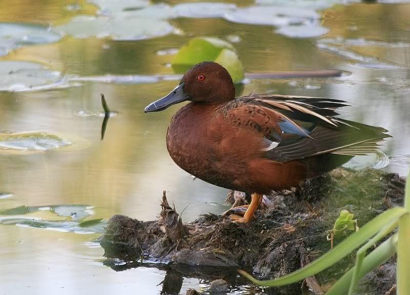 IMAGE: http://i32.photobucket.com/albums/d37/flyng_squirl/IMG_3169sm.jpg