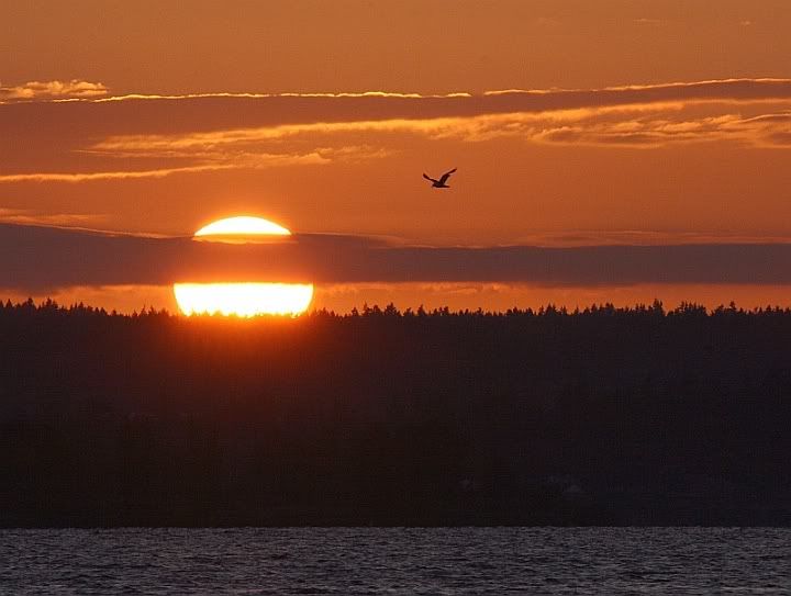 IMAGE: http://i32.photobucket.com/albums/d37/flyng_squirl/IMG_49621small.jpg