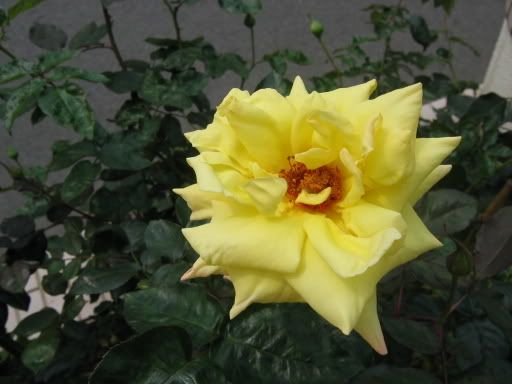 ｄｙ：田家炳樓隔壁的花花