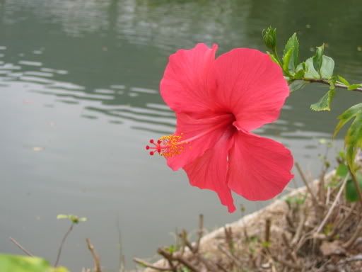 ｄｙ：未完湖的大紅花