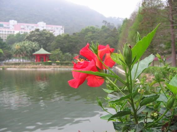ｄｙ：未完湖的大紅花和獅子亭