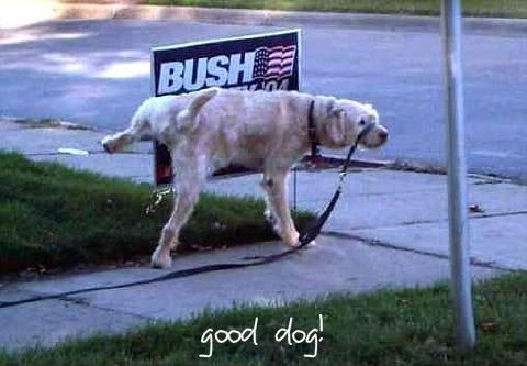 dog Pictures, Images and Photos