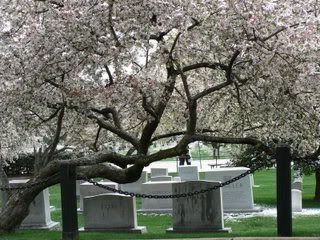 trees and graves