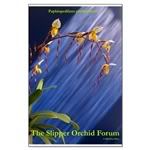Paph philippinense poster