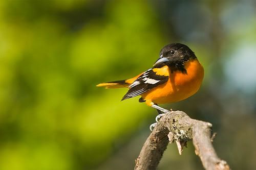 Fotos de Aves by Natures Pixel