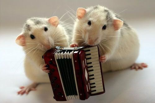 Fotos de ratoncitos músicos o music mouse