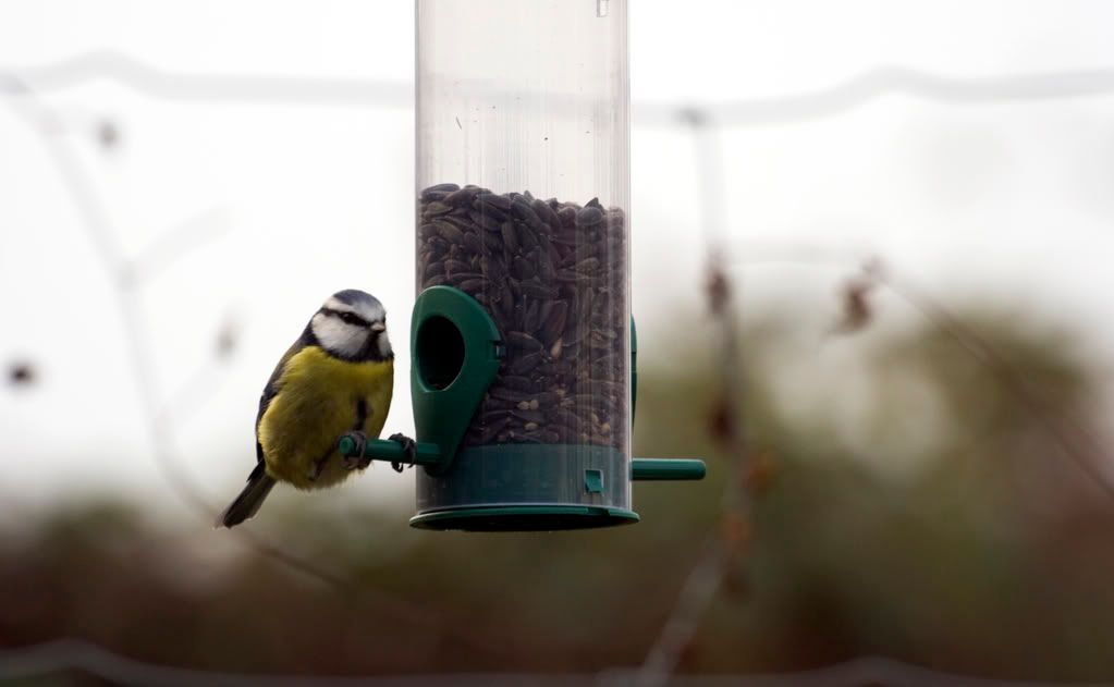 BlueTit-1.jpg