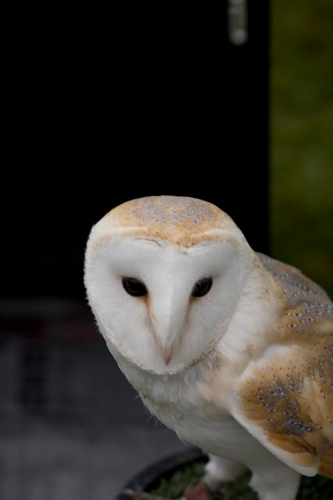 barnowl9988.jpg