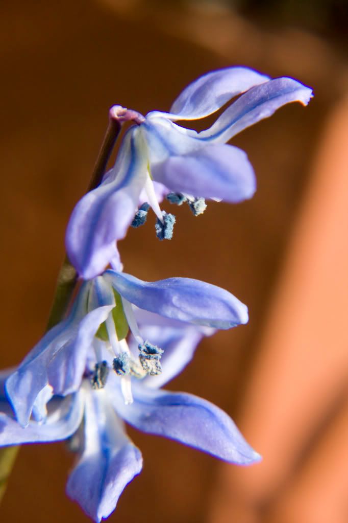 bluebells2.jpg