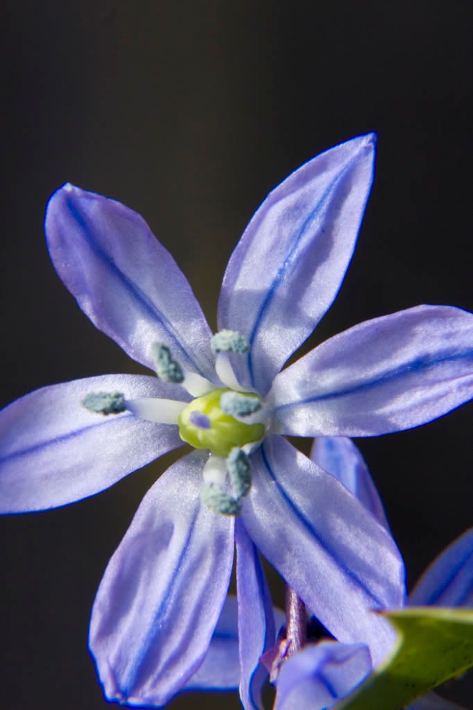 bluebells3.jpg