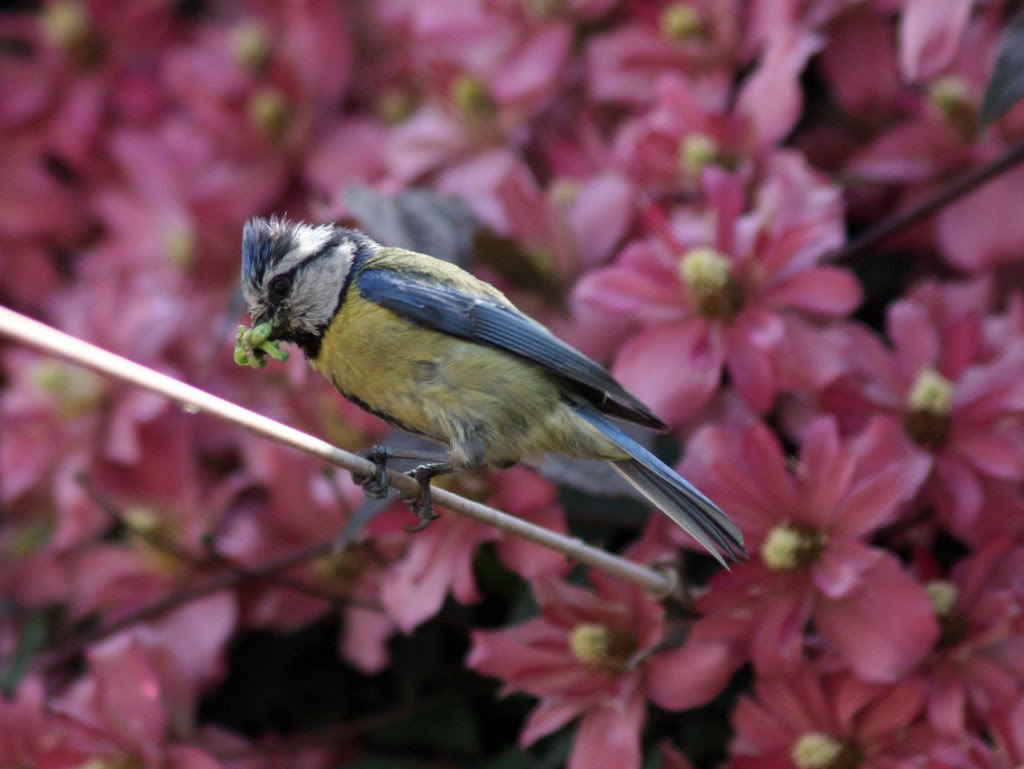 bluetit002.jpg