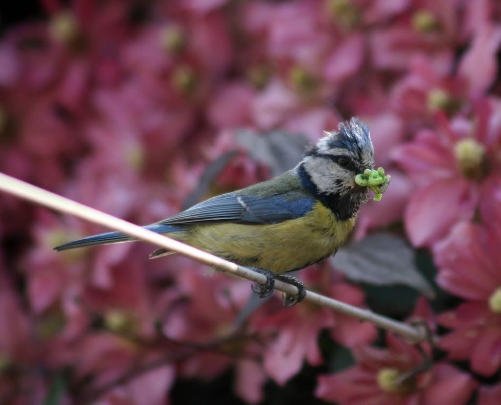 bluetit003.jpg