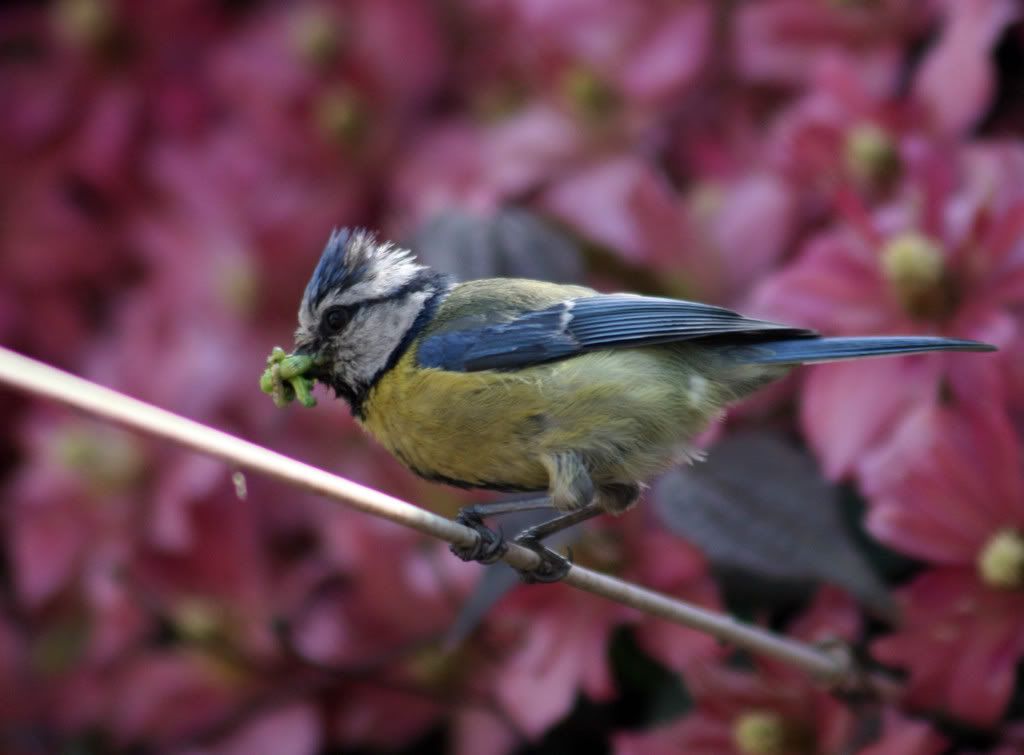 bluetit005-1.jpg