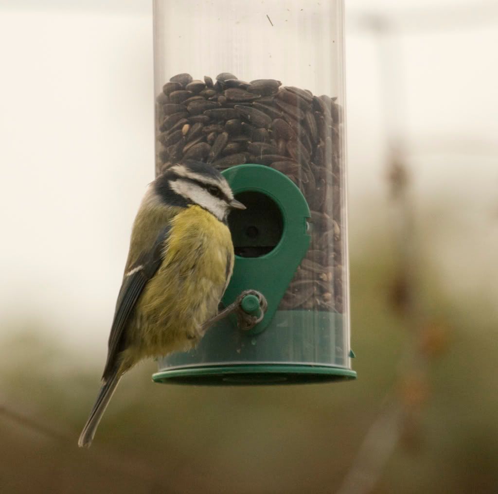 bluetit3.jpg