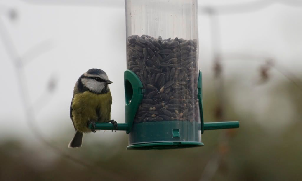 bluetit5.jpg