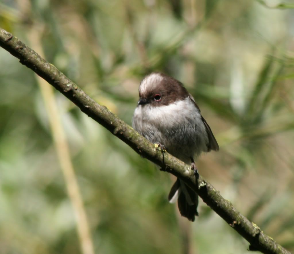 longtailedtit1.jpg