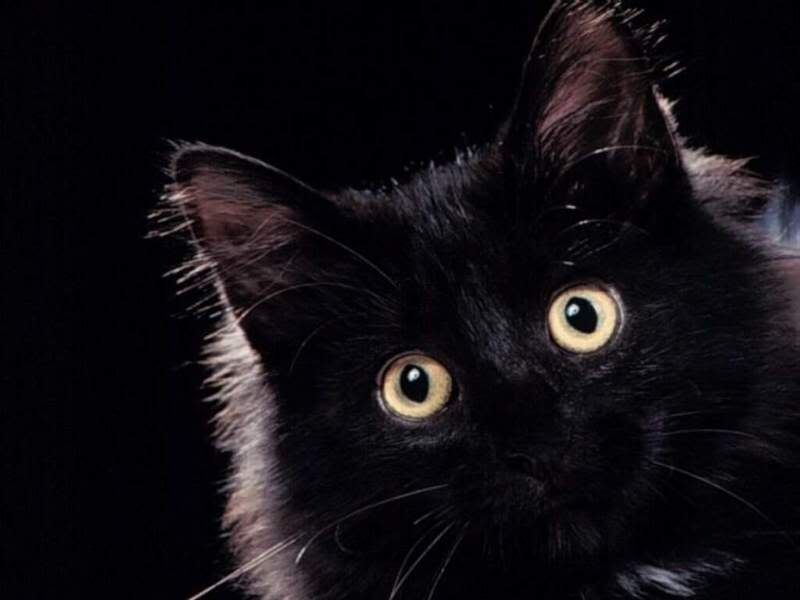black cat wallpaper. Black cat wallpaper Image