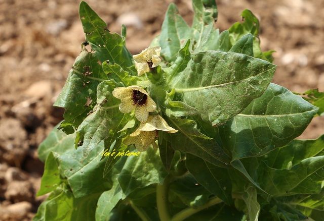 henbane