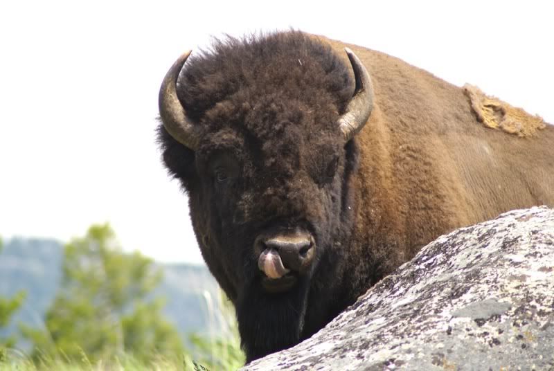 IMAGE: http://i32.photobucket.com/albums/d4/mercyful35/Yellowstone/BisonTounge.jpg