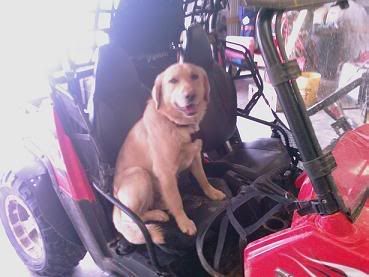 Need ideas for carrying my dog... - Page 2