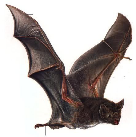 vampire-bat.jpg Vampire Bat image by robotjetpirate