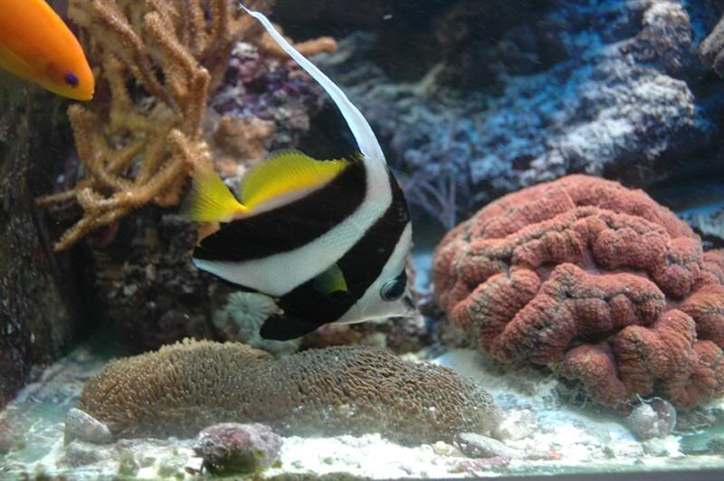 bannerfish.jpg