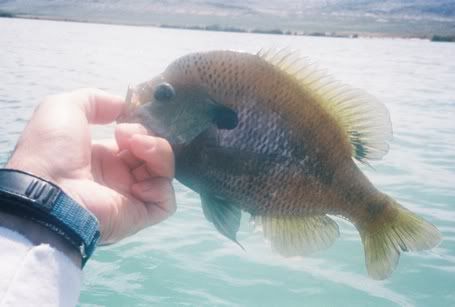 [Image: nicebluegill.jpg]