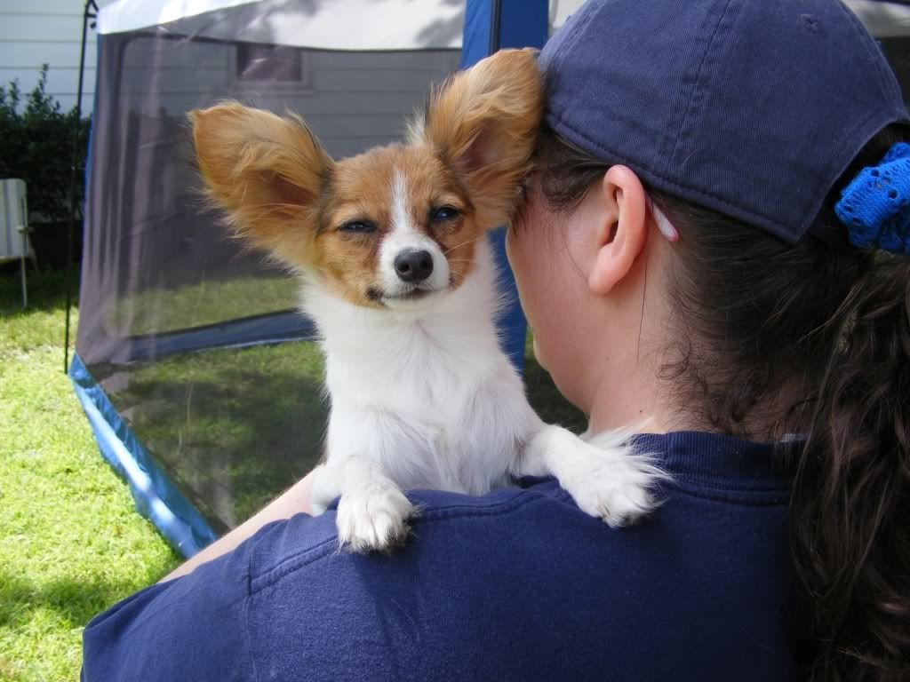 Do you let your dogs on the couch? Puppy Forum and Dog Forums